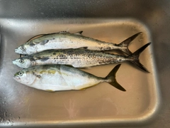フクラギの釣果