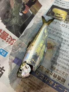 サッパの釣果