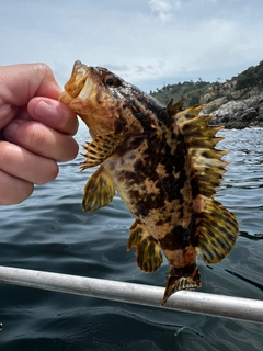 タケノコメバルの釣果