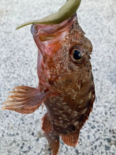 カサゴの釣果