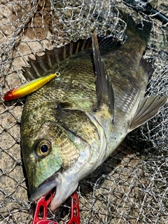 チヌの釣果