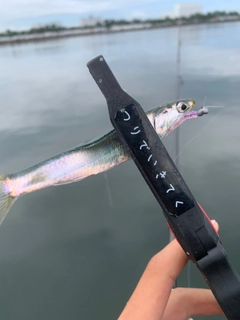 カタクチイワシの釣果