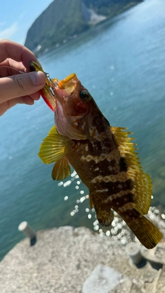 アコウの釣果