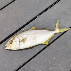 ショゴの釣果