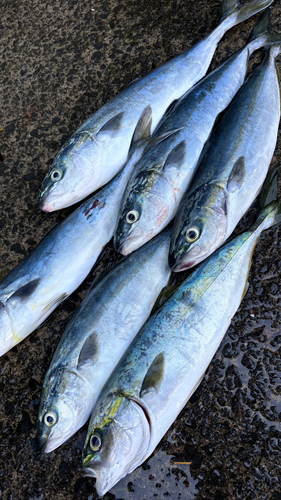 イナダの釣果