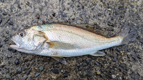 イシモチの釣果