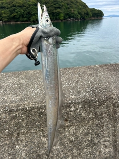 タチウオの釣果