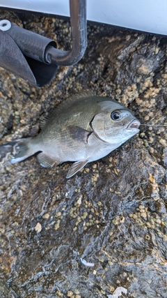 グレの釣果