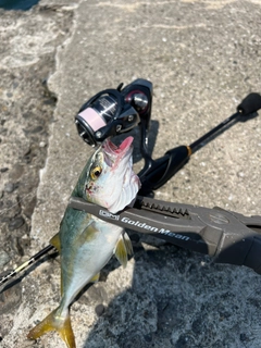 ワカシの釣果