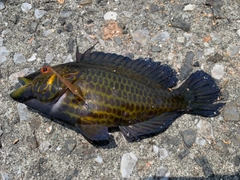 オハグロベラの釣果