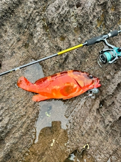 アカハタの釣果