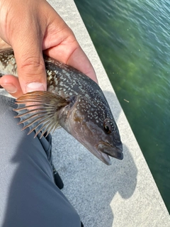 アイナメの釣果