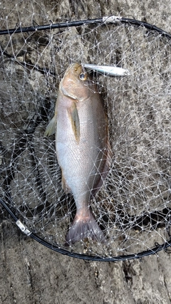 イサキの釣果