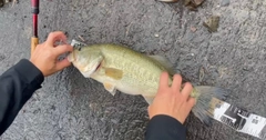 ブラックバスの釣果