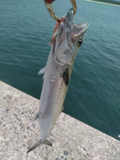 サゴシの釣果