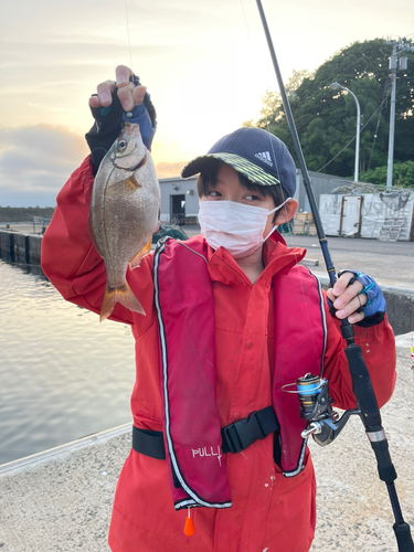 ウミタナゴの釣果