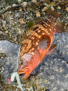 キジハタの釣果