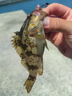 タケノコメバルの釣果