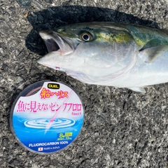 ハマチの釣果