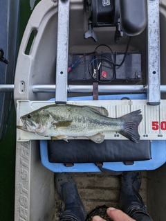 ブラックバスの釣果