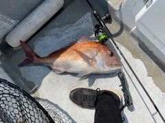 マダイの釣果