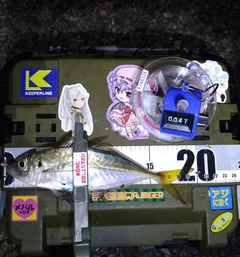 マアジの釣果