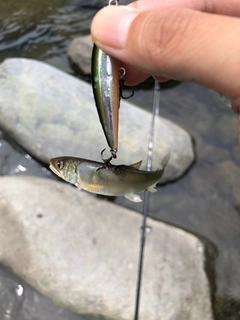 コアユの釣果