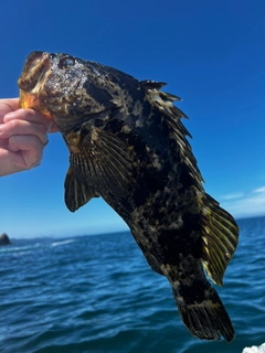 タケノコメバルの釣果