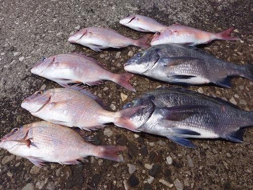 マダイの釣果