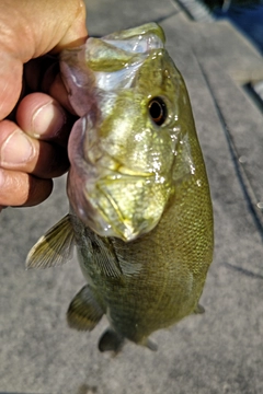 スモールマウスバスの釣果