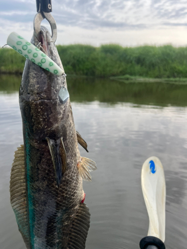 ライギョの釣果