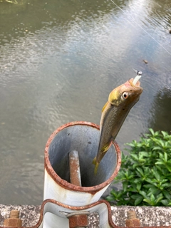 カワムツの釣果