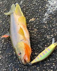 カワムツの釣果