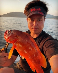 アカハタの釣果