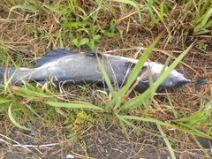 アメリカナマズの釣果