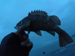 エゾメバルの釣果