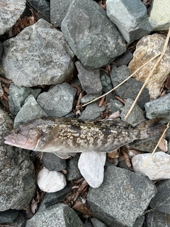 アイナメの釣果