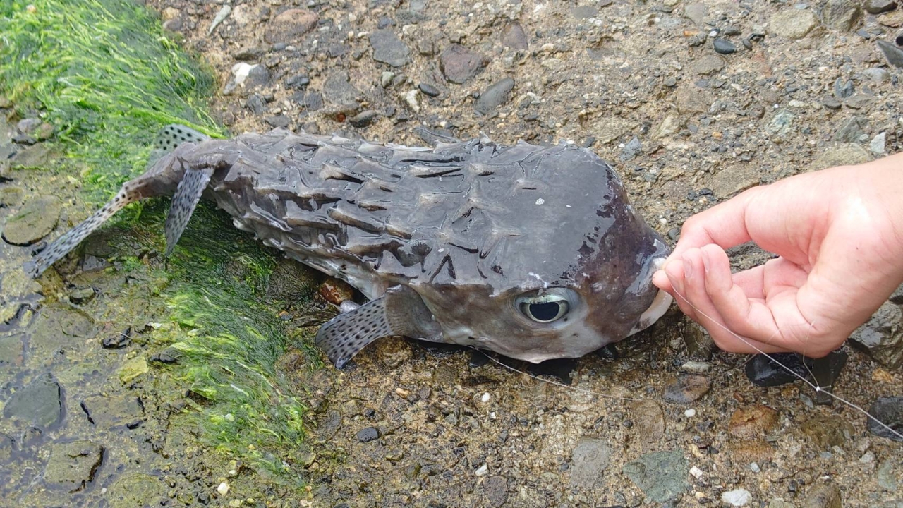 ショゴ