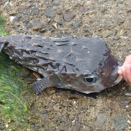 ショゴ