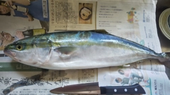 イナダの釣果