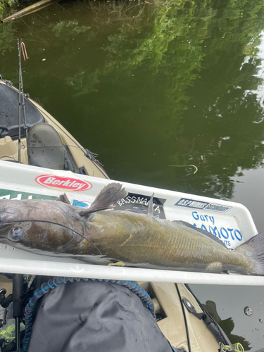 アメリカナマズの釣果