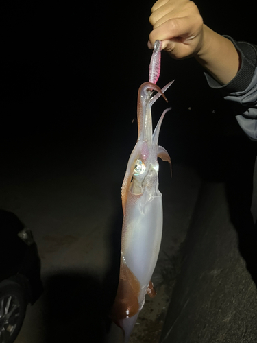 ヤリイカの釣果