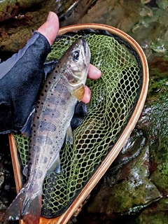 アマゴの釣果