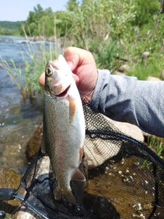 ニジマスの釣果