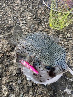 ネズミフグの釣果