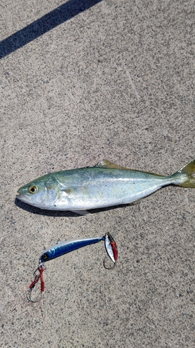 ワカシの釣果