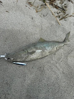 イナダの釣果