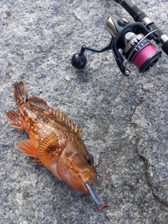 カサゴの釣果