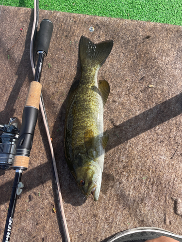 スモールマウスバスの釣果