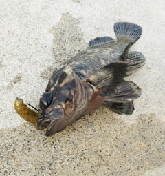 ムラソイの釣果